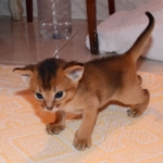 Zoom