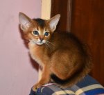 Zoom
